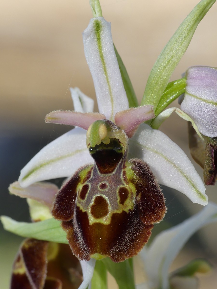 Ophrys exaltata subsp. montis-leonis e forme di variabilit nel Lazio, marzo e aprile 2018